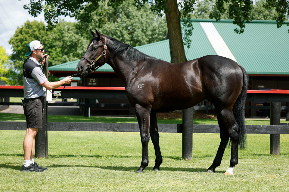 Ace High Colt Kingmakers Standing