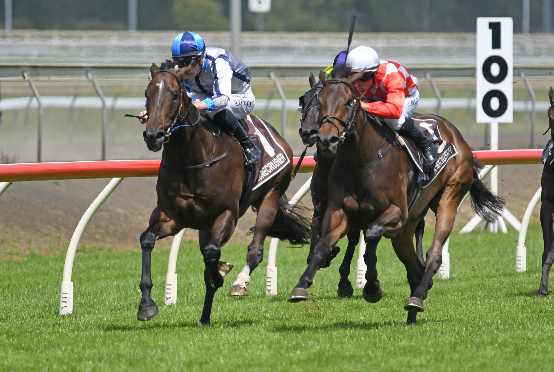 Satono Alladin Lupo Soltario Kingmakers 1