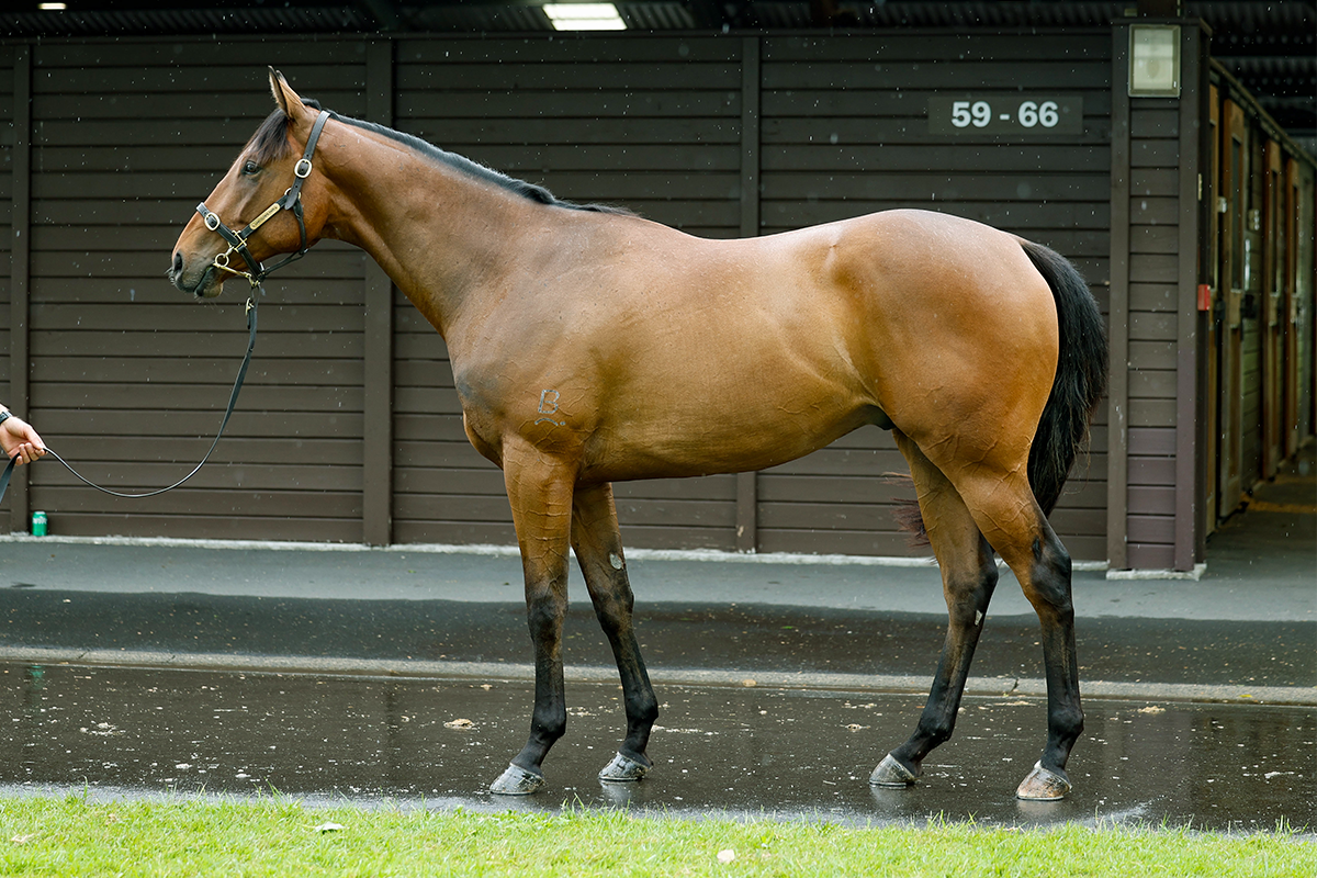 Wild Ruler Kennocha Feature