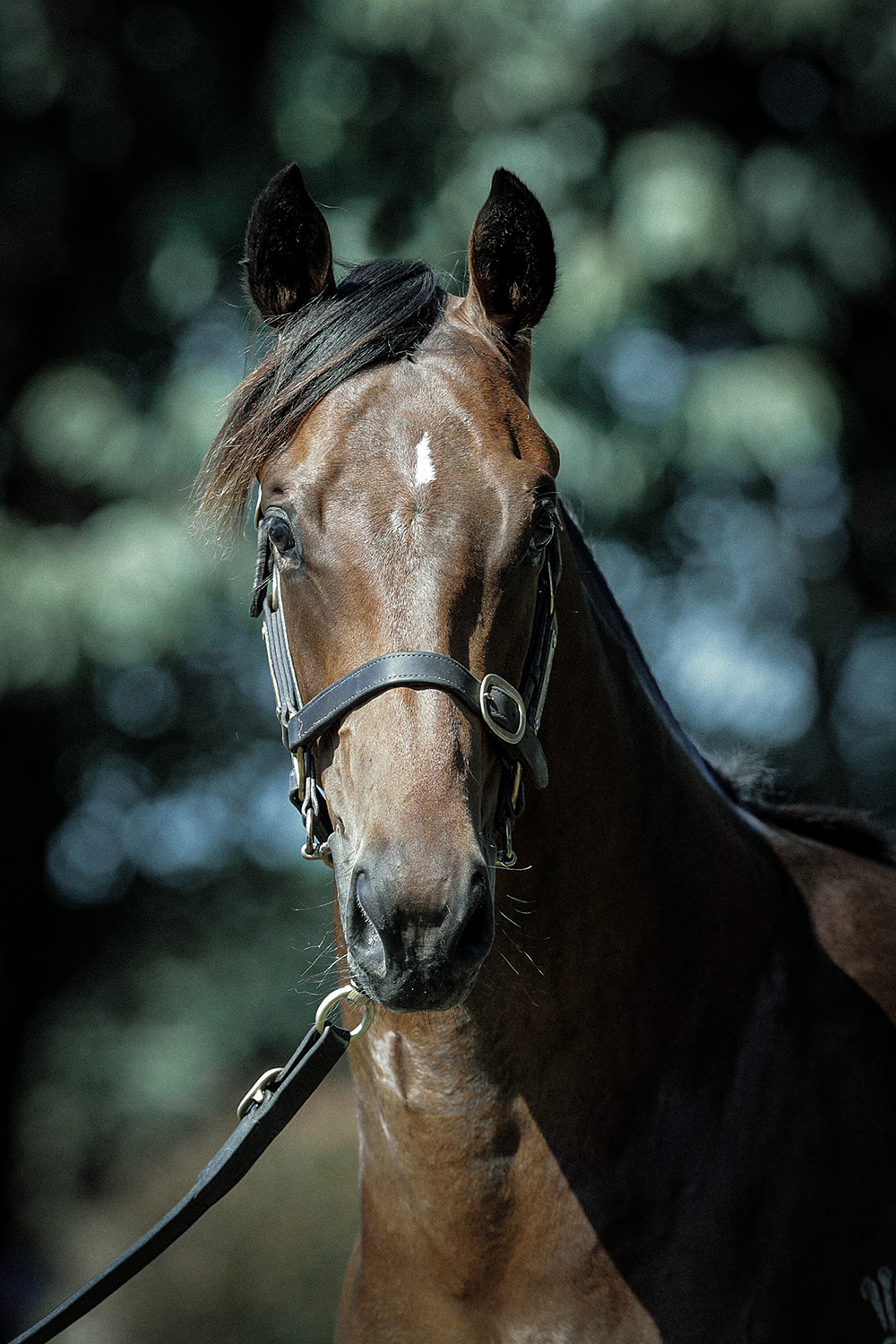 Pride of Dubai Danica Guy Racing Kingmakers 2