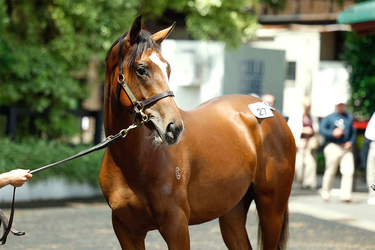 Dundeel Website Photo 1200x800