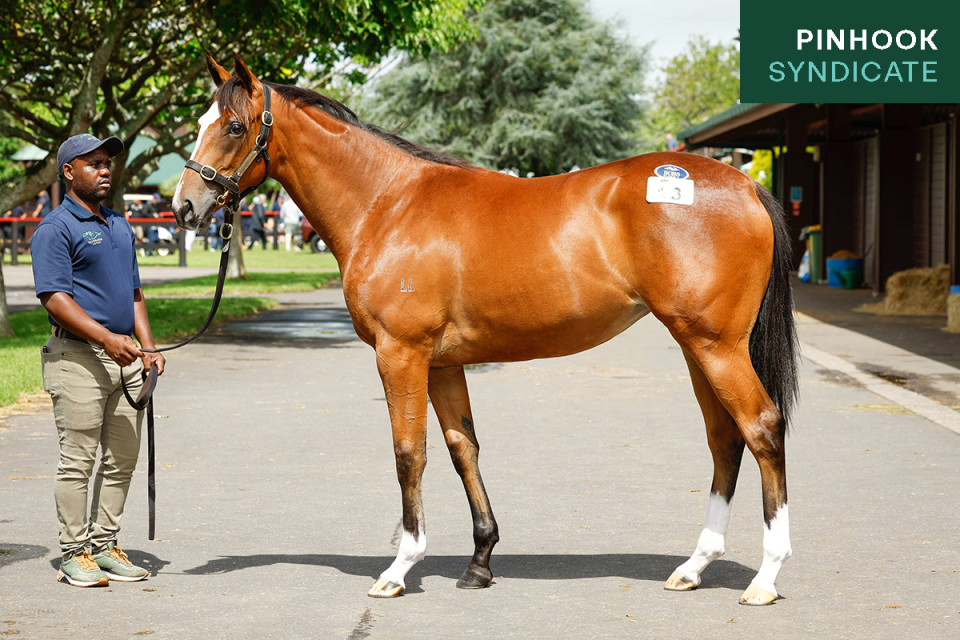 Maurice Website Photo 1200x800 Pinhook Mini Tag