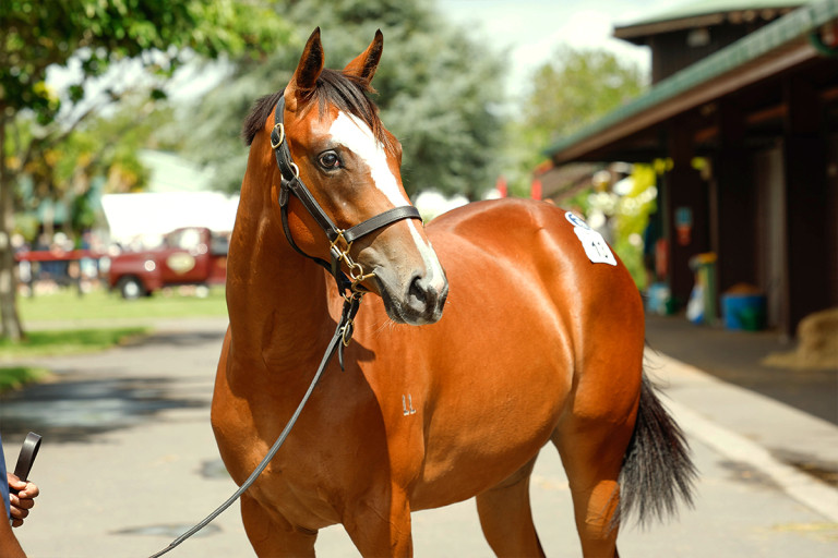 Maurice Website Photo Close Up 1200x800