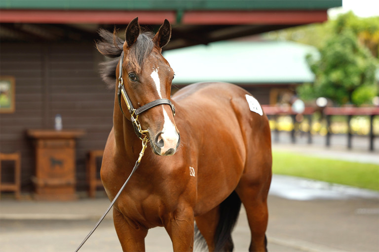 Satono Aladdin Close Up 1200x800