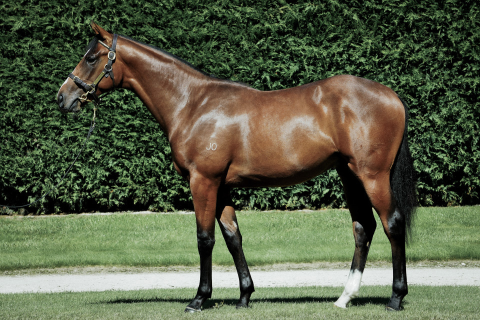 Interplanetary Kingmakers Yearling 3