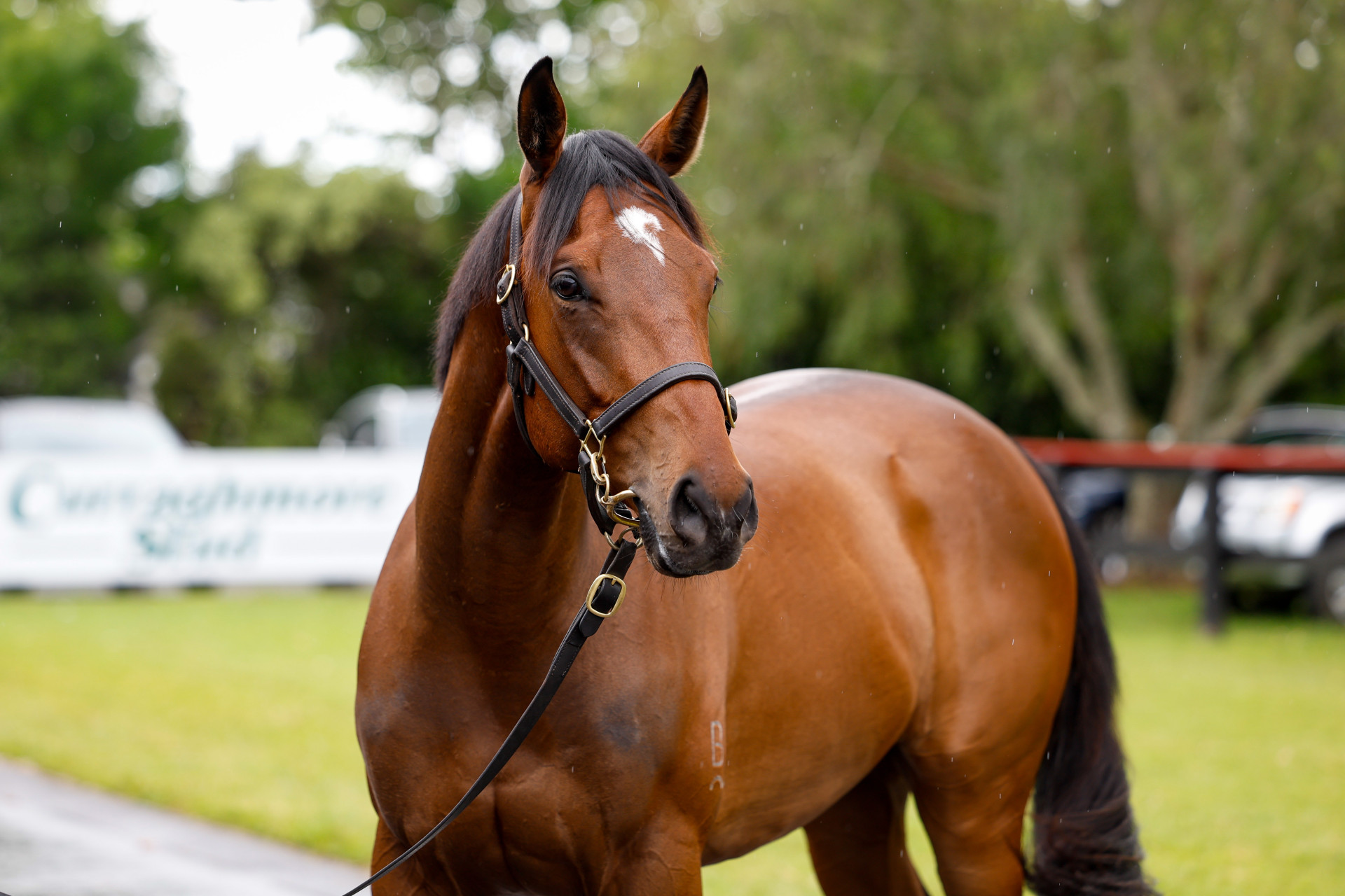 Wild Ruler Kennocha Close